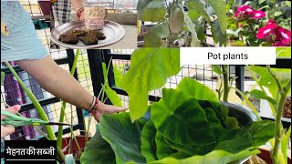 Aaj ka din //Meri mehnat ki sabji 😍// #kitchen pot plants // #familyvlog //#vlog