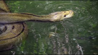 Python Eats Goat 02 Footage