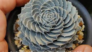 #21 Beautiful Succulent Collection - Vẻ đẹp của sen đá