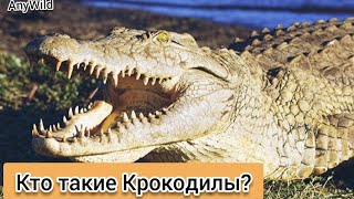 Кто такие Крокодилы? Интересные и Малоизвестные факты о Крокодилах! AnyWild