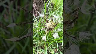 Amazing Iowa Neighborhood Walk (Early May): Saturday after a severe thunderstorm