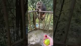 hehe cute hairy monkey won't stop eating fruits 🐵❤ #animals #shorts