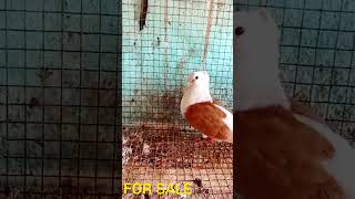 FANCY PIGEONS FOR SALE #pigeon #fancybird #birds #fancypigeon #kabutar#pura#birdslover #fancyanimal