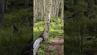 ASPEN FOREST MAGESTY IN AUGUST