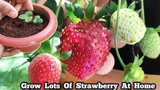 Strawberry Growing At Home गमले में ढेर सारी स्ट्रॉबेरी उगाने के Secret #Strawberry #Gardening