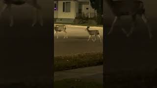 Deer in the town