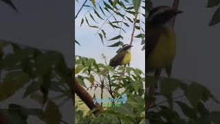 Suelda, pájaros Colombia #shorts