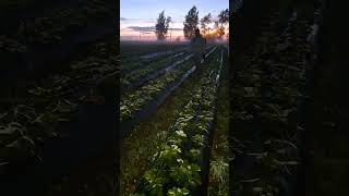 Ночь- идеальная пора для листовых подкормок 🍓 #strawberry #farming #дача #село #клубника