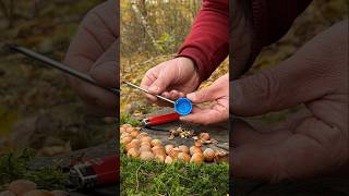 Genius LifeHack for Quick Nut Cleaning with Whole Kernels. #lifehacks #ideas #camping