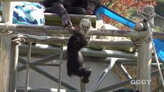 서울대공원 아기 침팬지 '아자' ( 12 Months Old Chimp 'AJA' )