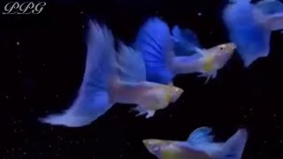 Blue Sky Tail Guppy Fish