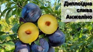 ДИПЛОЇДНА СЛИВА "АНЖЕЛІНО" / PLUM  "ANJELENO" /.  Огляд від розсадника - Agrosyla