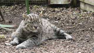 Fishing Cat. Axe Valley Wildlife Park (17th May 2024)