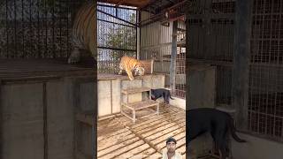 dog 🌹 tiger ki gehri dosti 🫡❤️#trending #enimal #kids #shorts #youtubeshorts #viralvideo #dog #tiger