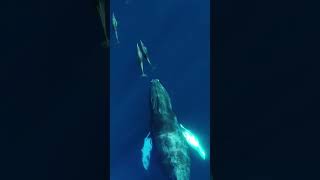 shining wings #shorts #ocean #fish #whale #humpback