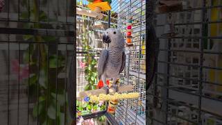 🪶My Baby is Home | Baby Peril, the Handsome African Grey Parrot