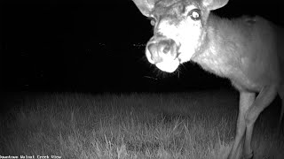 Deer Licks Trail Camera