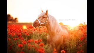 Traumfotos mit Brego & Solido am Mohnfeld - Joliegraphie & LauJuMaPhotography