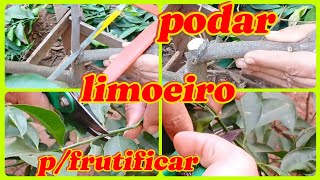 Como fazer poda e limpeza limoeiro novo? FRUTIFICAR,(PRODUZIR)?