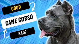 WHATS THE TEMPERAMENT OF A CANE CORSO