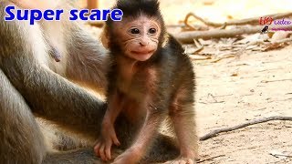 Super scare !! Baby Bailee very scare big monkey attack, Who make baby Bailee so scare like this