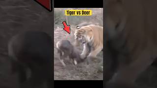 Tiger Vs Deer #wildlife #deer #tiger