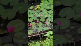 Waterlily blooms in morning | Backyard pond | Flowers #garden #nature #shorts