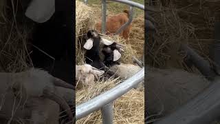 Party at the round bale! #homesteading #yellowdogfarmllc #goats