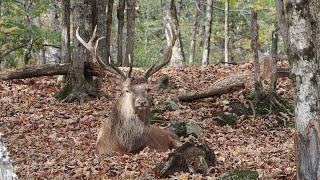 Elk Bellowing (half-heartedly) Parc Omega