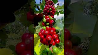 Coffee tree plant#youtubeshorts#coffee#shorts