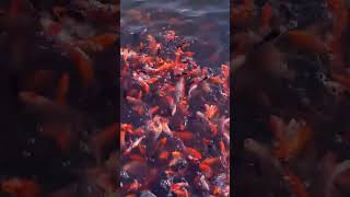 Koi Carp Dancing in the Mudpond #shortvideo