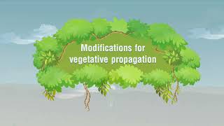 Modifications of Stem