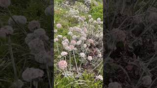 California Wild flowers/ Hang gliding @FortFunston #sf #trees  #plants #plant #nature #garden