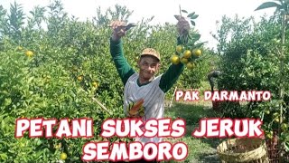 PETANI TANAM JERUK  SUKSES