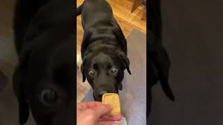 The dog eats everything #puppy   #dogsoftiktok