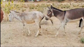 Donkey doing something