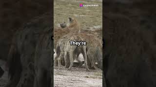 Wolf Pack vs Hyena Clan Who Wins #shortvideo #facts #trending #trendingshorts #youtubeshorts