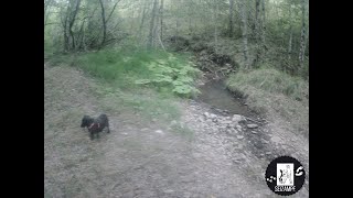 IN VACANZA - LA ROCCA di CHIUSI DELLA VERNA e DOG TREKKING nei pressi del SANTUARIO