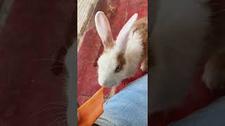 Rabbit Tries To Snatch Carrot 😂😂 Sheep Farm Pattaya #thailand #shorts #short