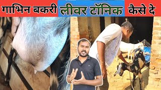 Gabhin Bakri Ko Liver Tonic kaise De Skte h |Vimal umrao