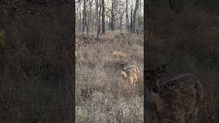 Deer - Wildlife - Pench Tiger Reserve  #wildlife #penchtigerreserve #shorts #shortsvideo #viral