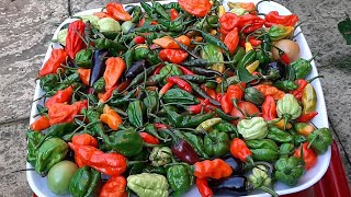 Harvesting Bangladeshi Naga Chillies || Shokher Bagan UK 2024