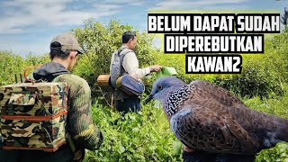 🔥 Belum Dapat Saja Burung Ini Sudah Diperebutkan Kawan2... Suara Besar Penguku