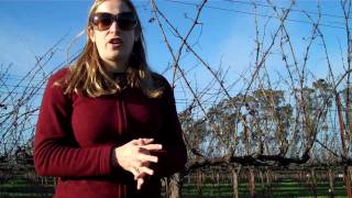 Grapevine Cordon Pruning