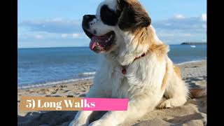 Saint Bernard   Top 10 Interesting Facts