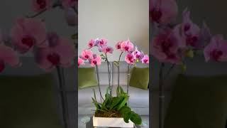 Orchid composition