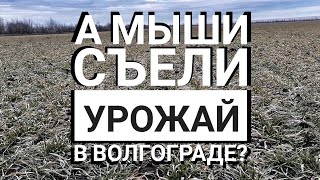 Съели ли мыши поля Волгограда?