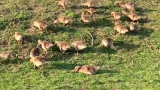 Ganzen met pullen bij de Oostvaardersplassen