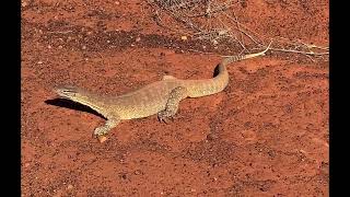 A goanna in Koroit