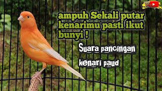 SUARA PANCINGAN KENARI PAUD AMPUH ‼️ kenari belajar bunyi pasti nyaut Pancingan kenari paud PART 7